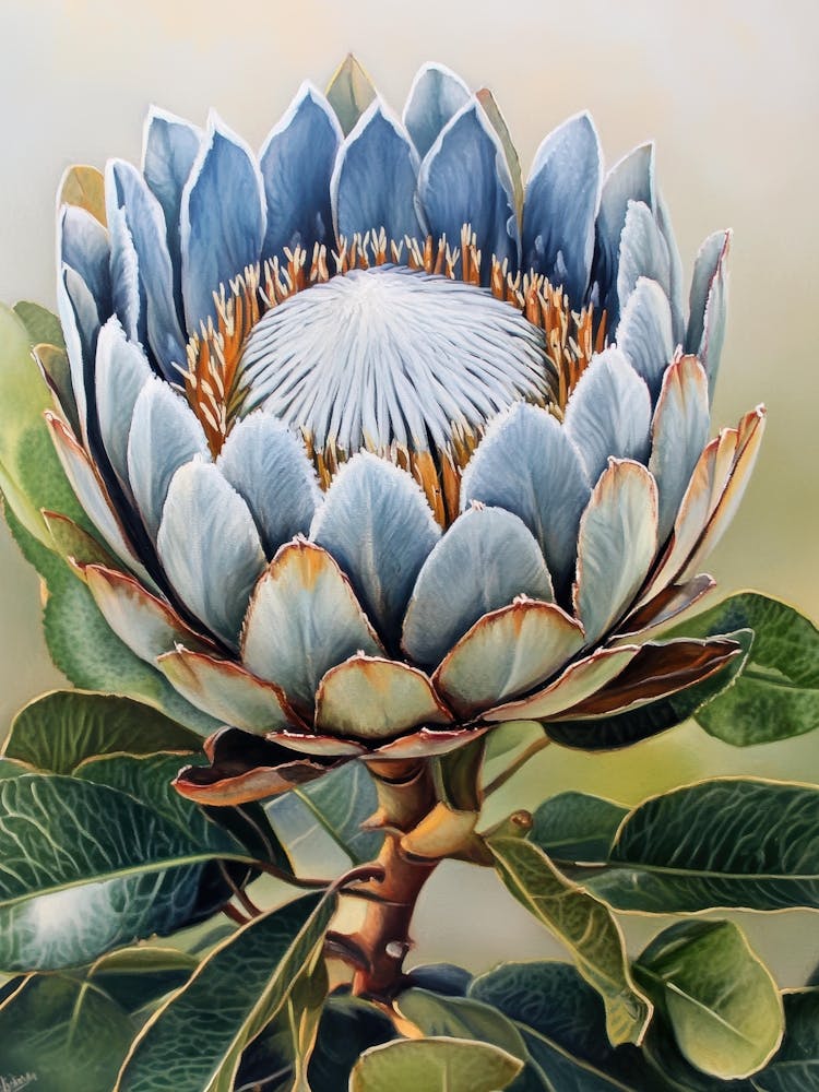 Protea 11