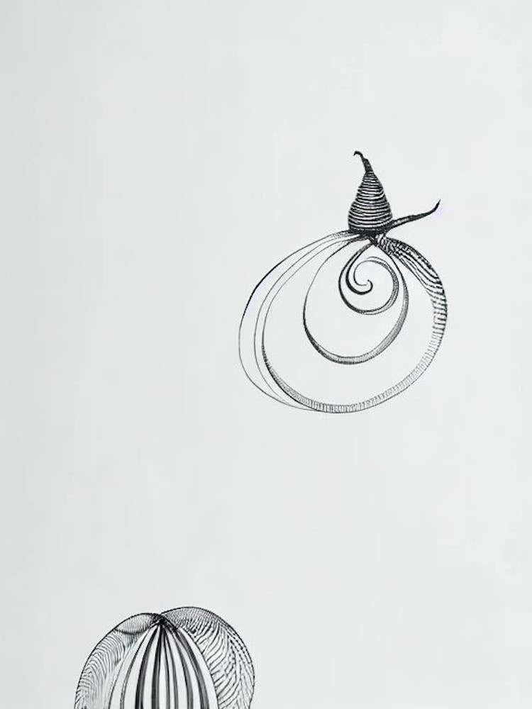 Sea Snail Black & White Drawing