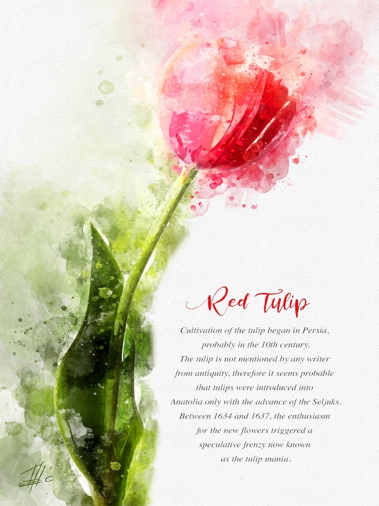 Red Tulip 1