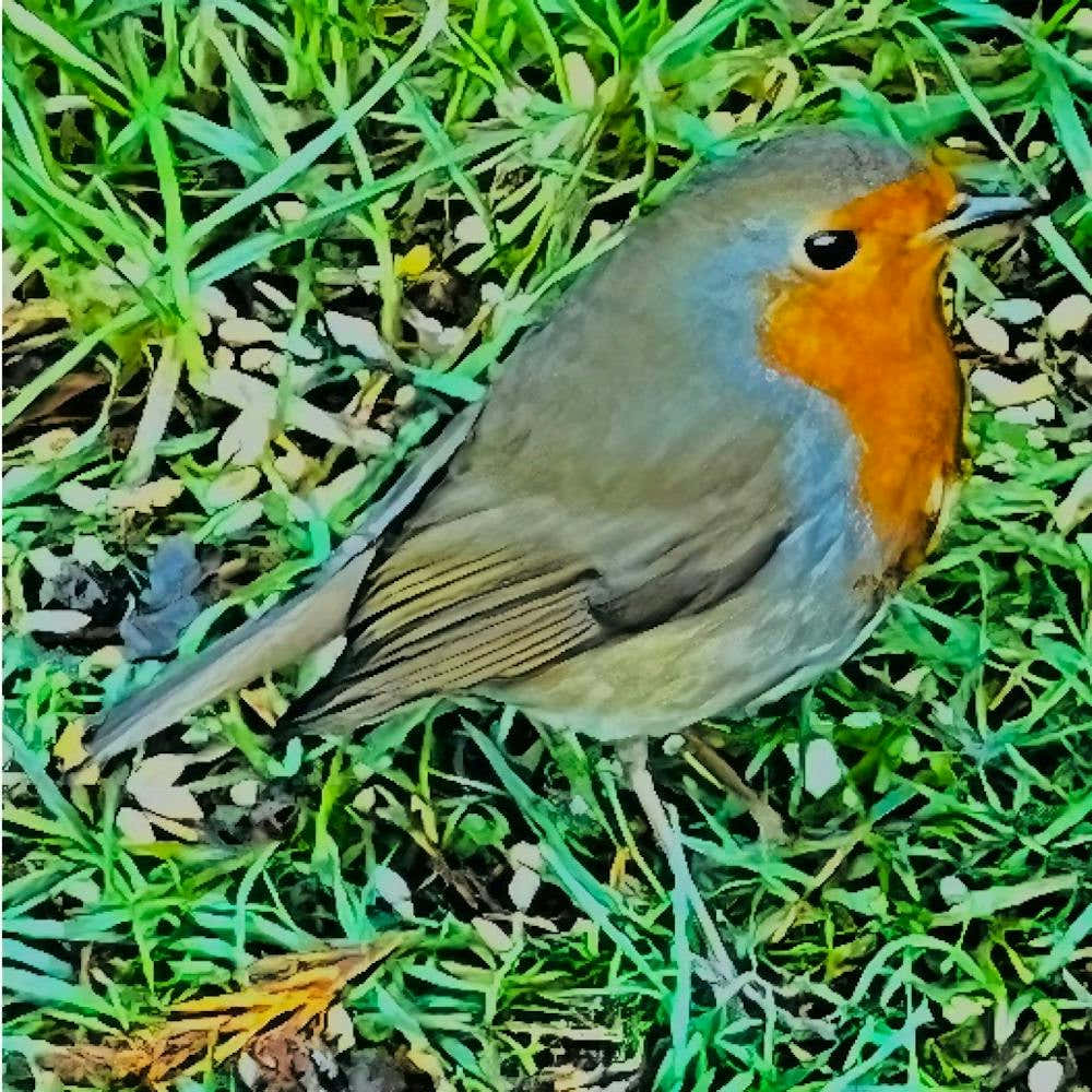 Robin Redbreast