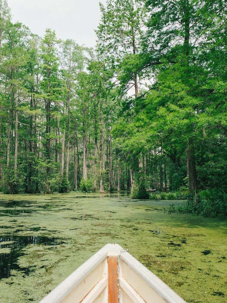 Charleston Cypress Garden on Film