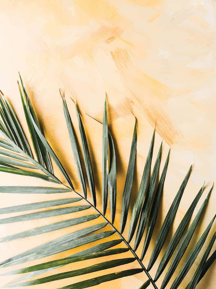 Green and Yellow Leaf