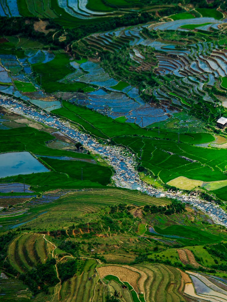 Rice Fields In Vietnam
