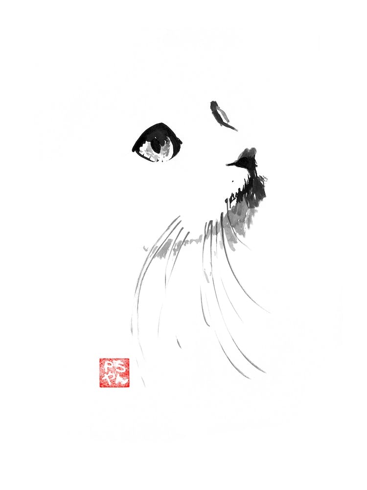 Cat In White