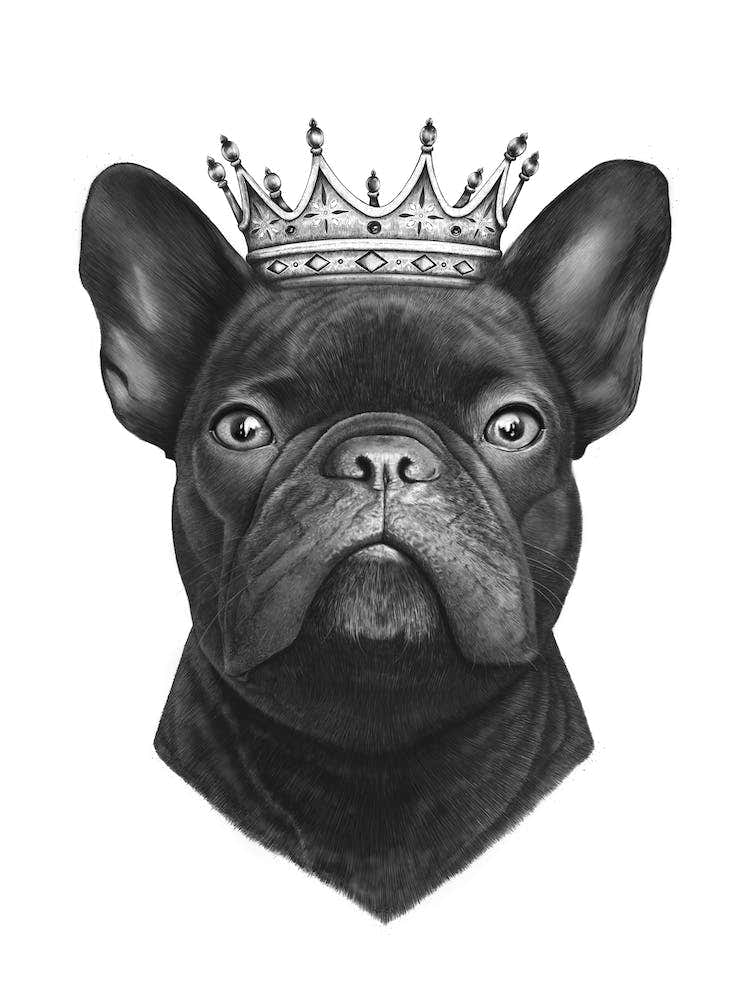 King French Bulldog