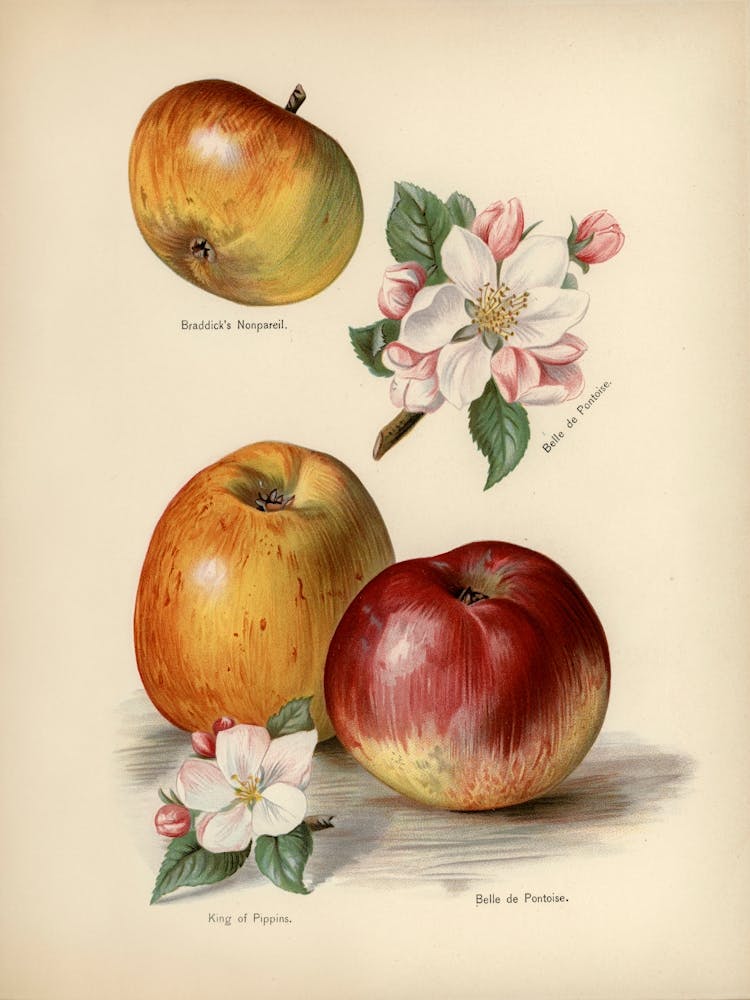 Vintage Illustration Of King Of Pippins Apple, John Wright