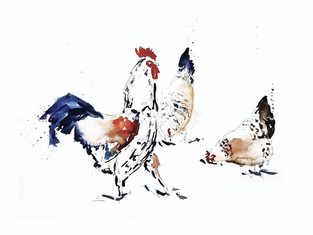 Roosters 1