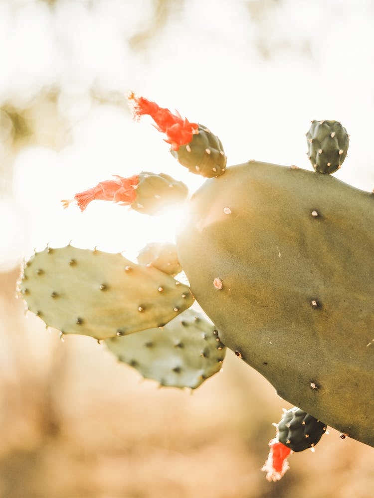 Cactus Flower Sunset
