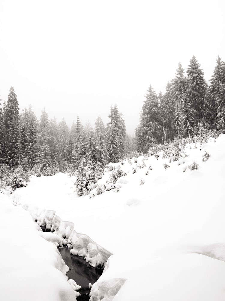 Black River White Winter Forest