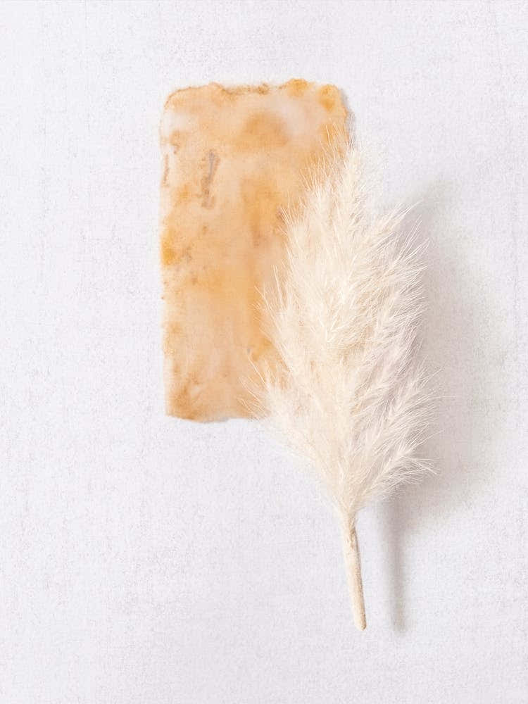 Terracotta Botanicals