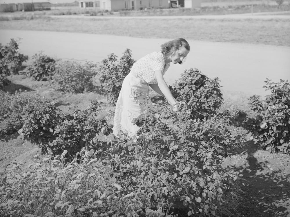 Picking Roses From Her Flower Garden At The Casa Grande Valley Farms, Pinal County, Arizona By Russell Lee