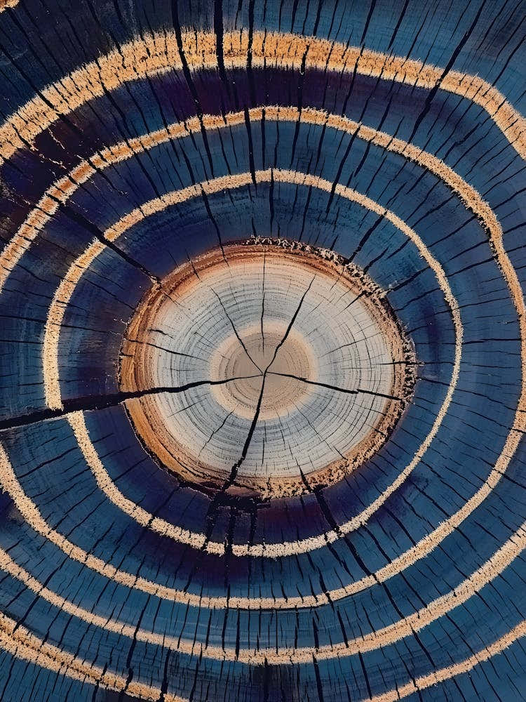 Wood Tree Rings 5
