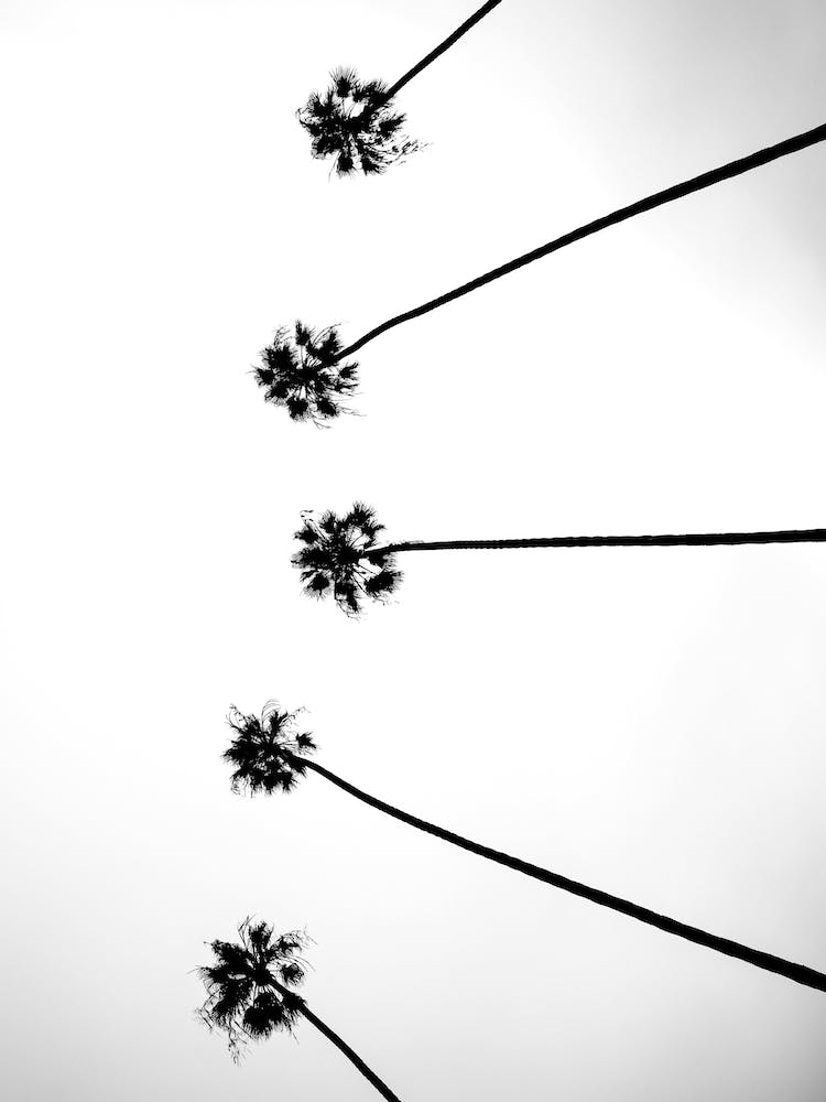 Cali Cathedrals 06