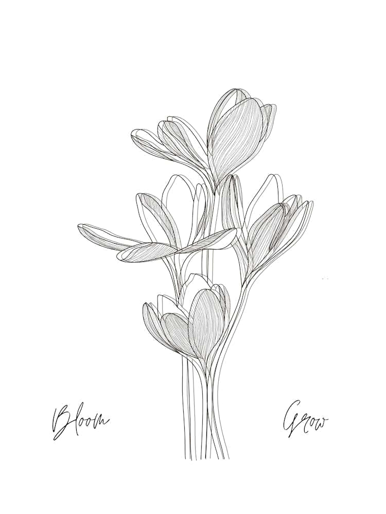 Crocus Drawing