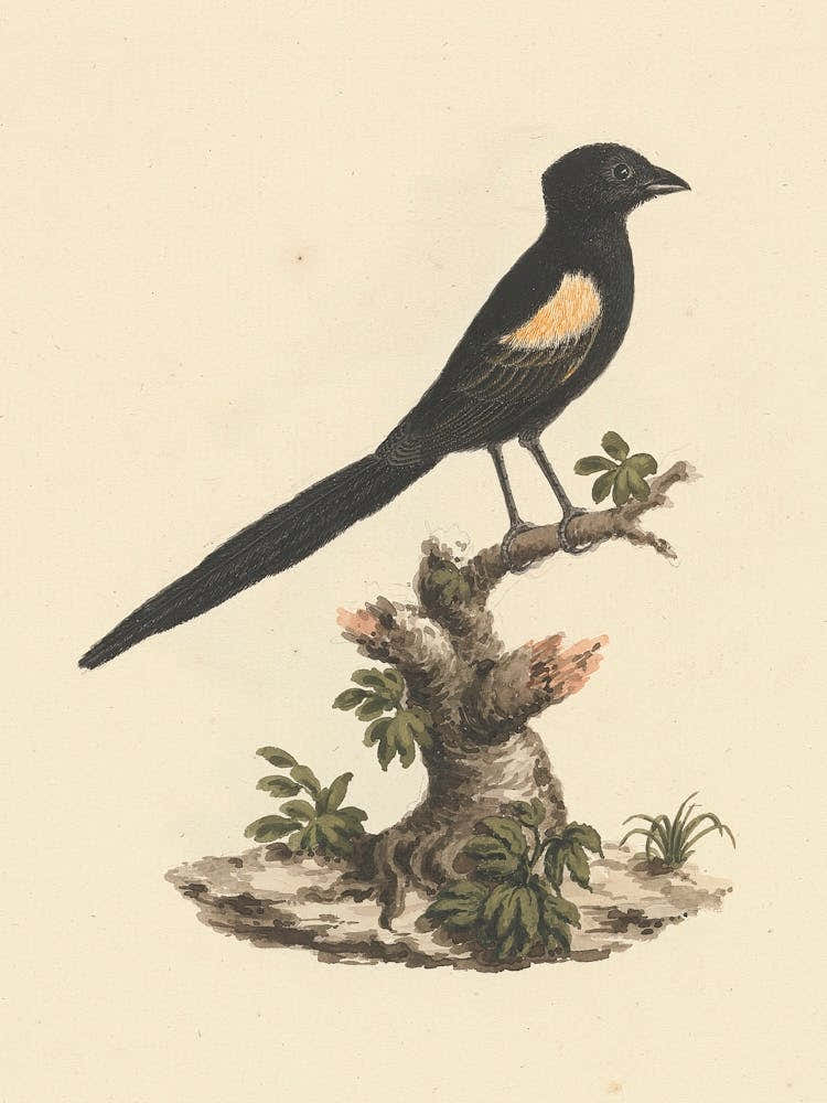 Fan Tailed Widowbirds, Luigi Balugani