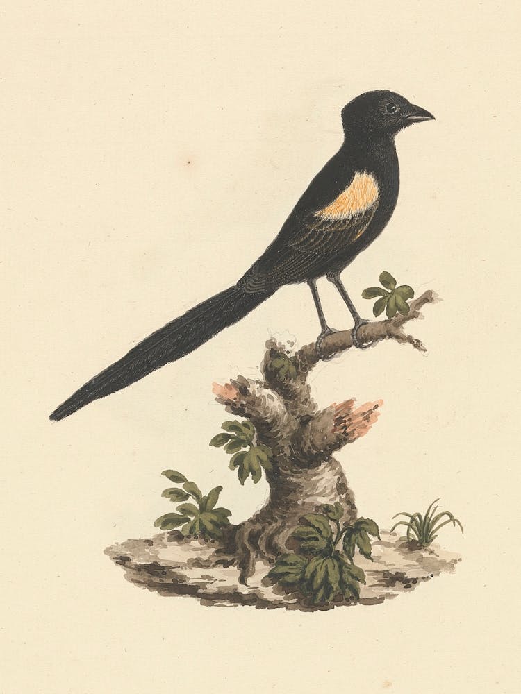 Fan Tailed Widowbirds, Luigi Balugani