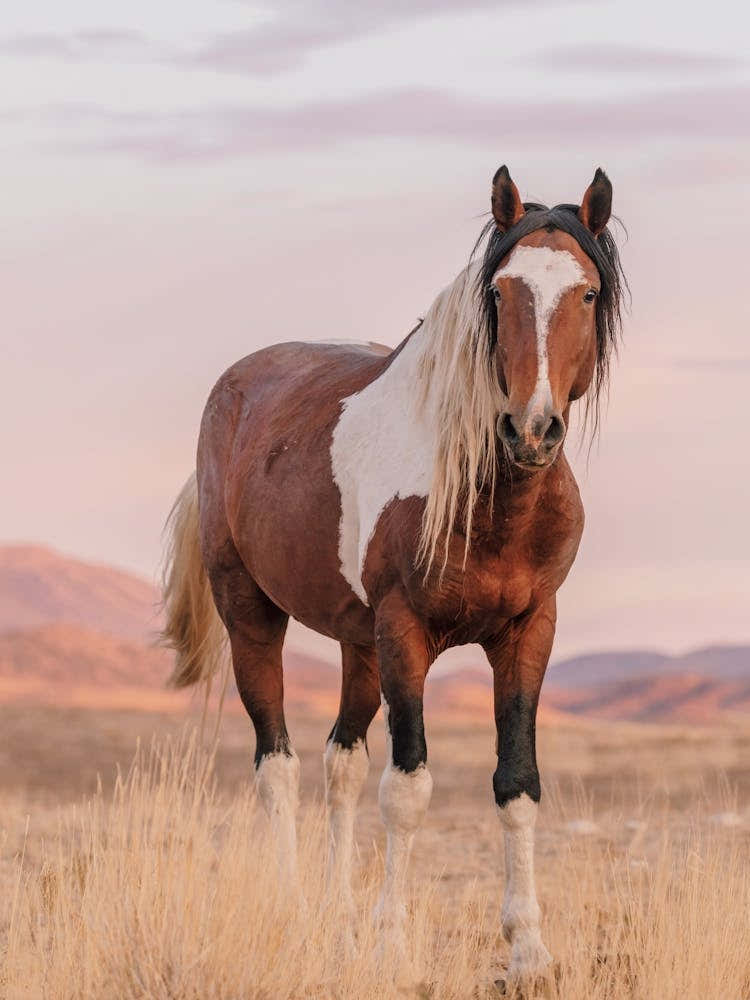 Paint Horse In Desert