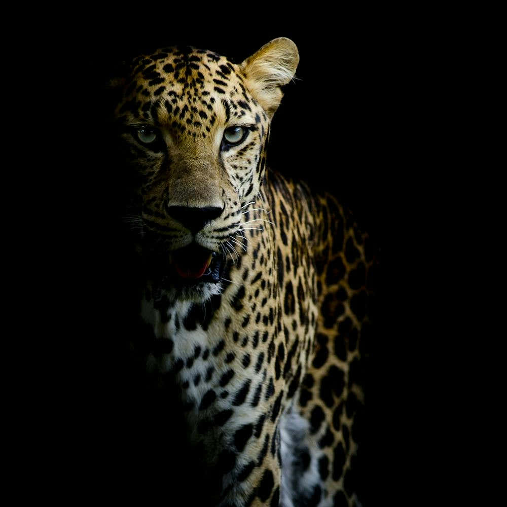 Leopard In The Dark