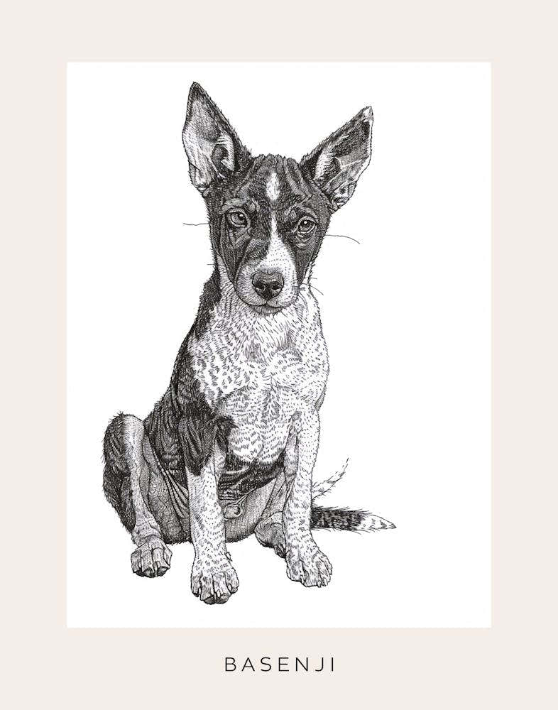 Basenji Dog Line Sketch 2 Poster