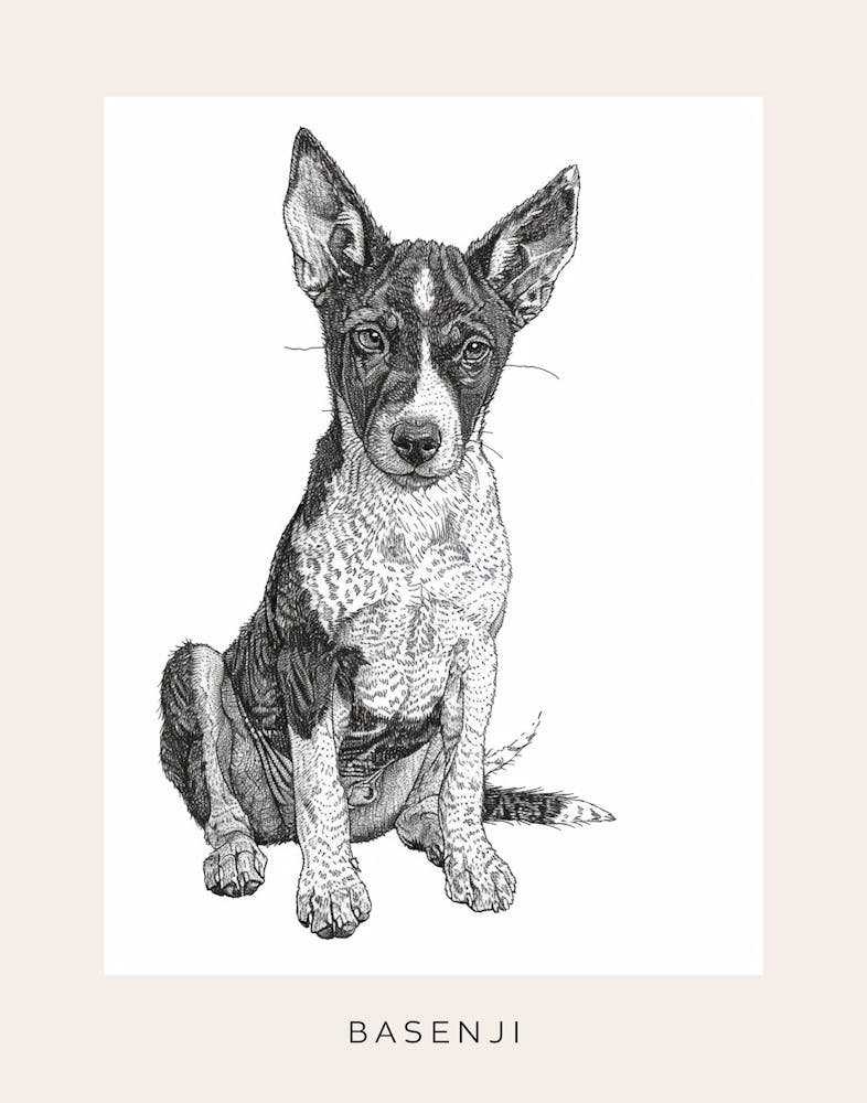 Basenji Dog Line Sketch 2 Poster