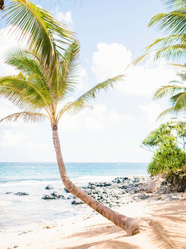 Hawaii Mamas Fish House 2