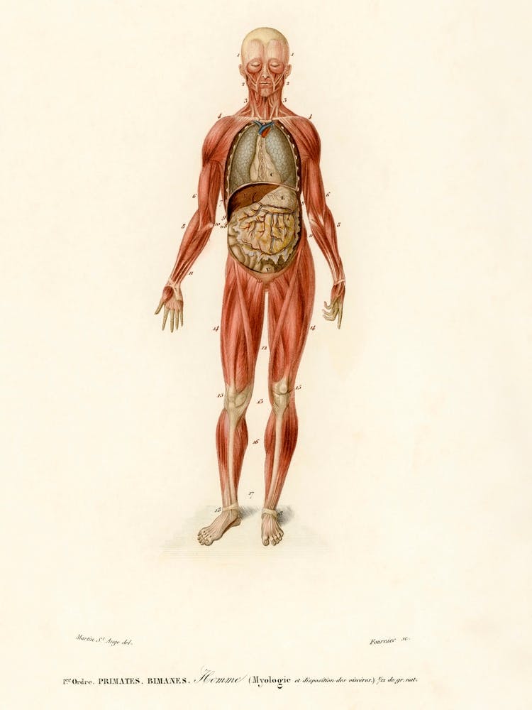 Myology And Disposition Of The Viscera, Charles Dessalines D' Orbigny