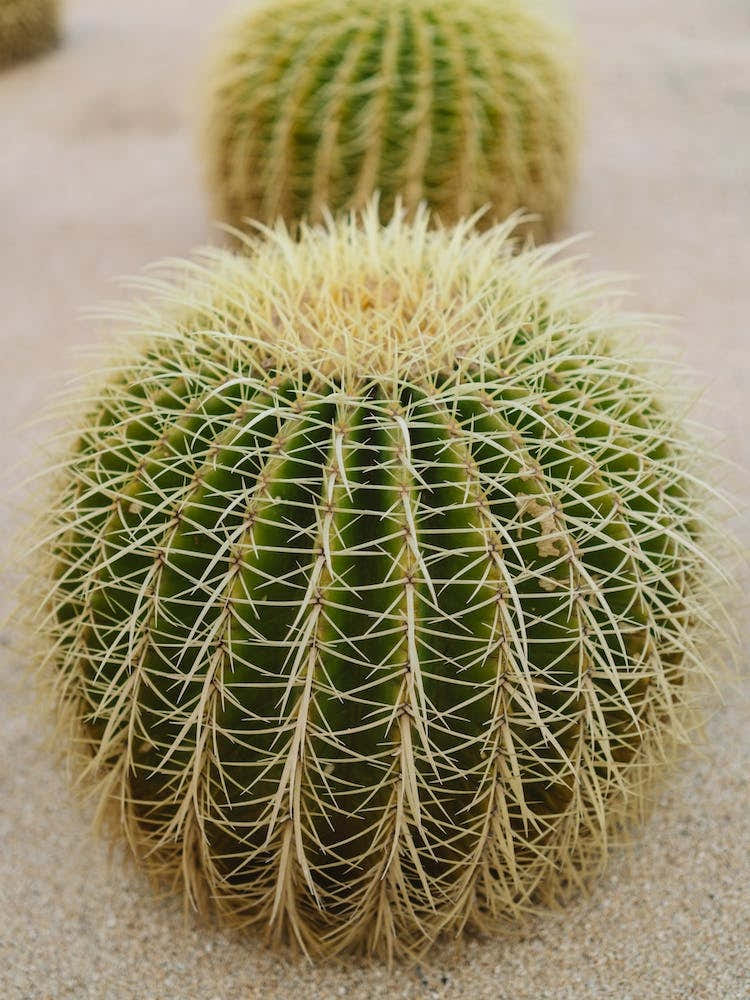 Cabo Cactus IV