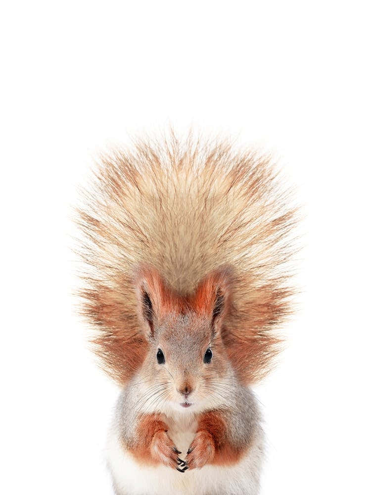 Squirrel