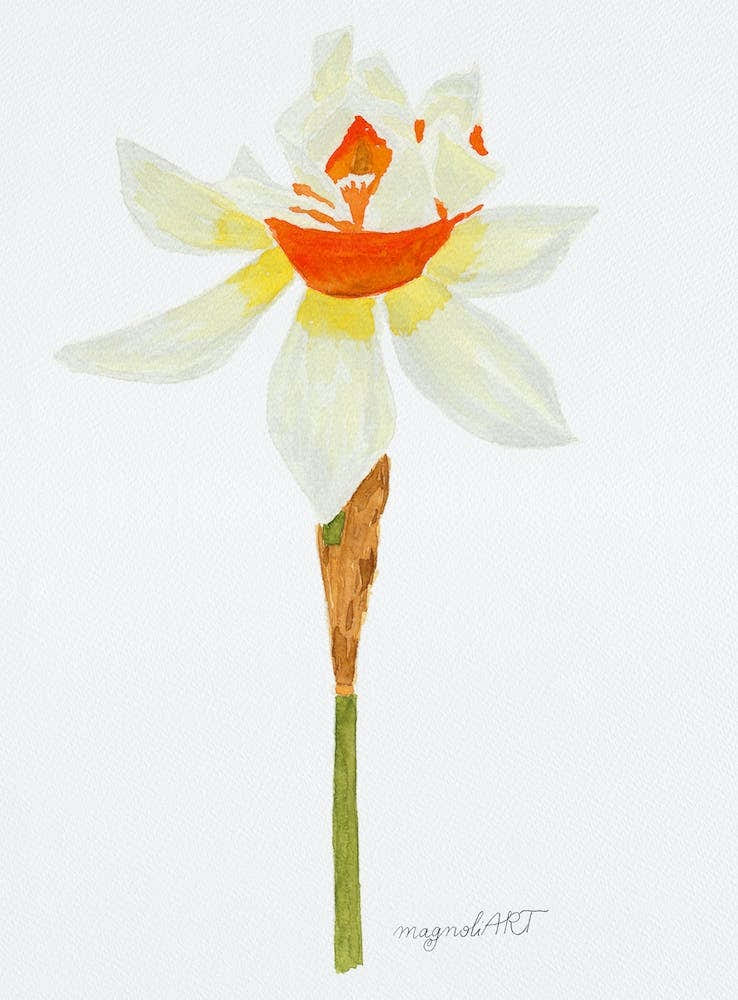 Daffodil 6