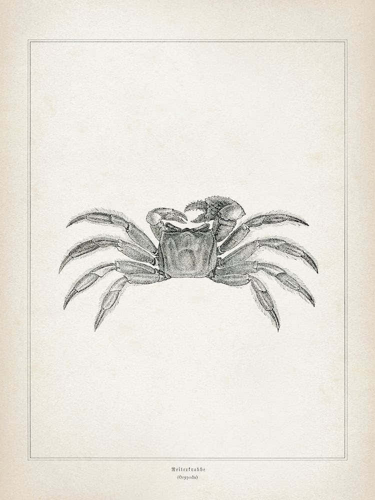Vintage Brehm 2 Reiterkrabbe