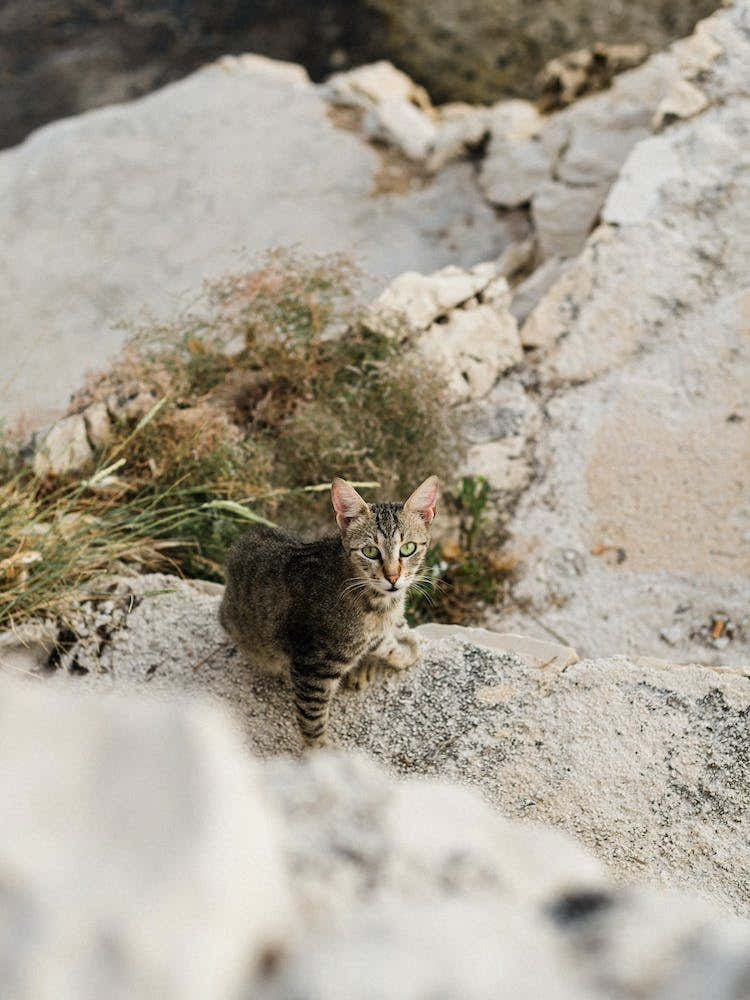 Cat With Green Eyes On The Rocks, Coast Of Croatia