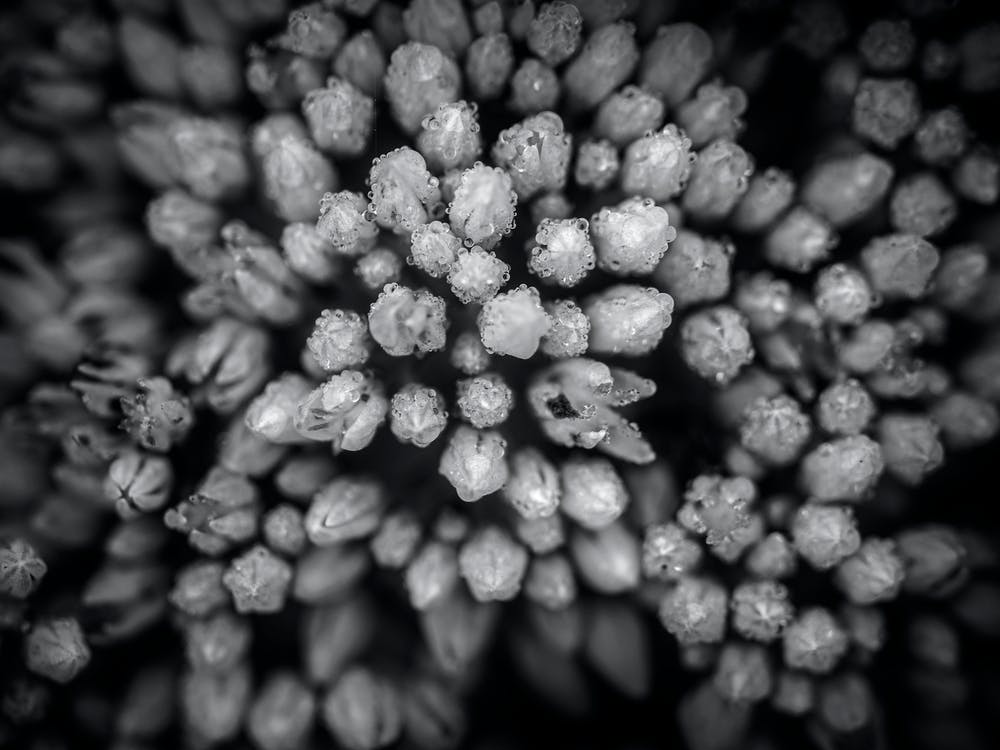 Harmony Black And White