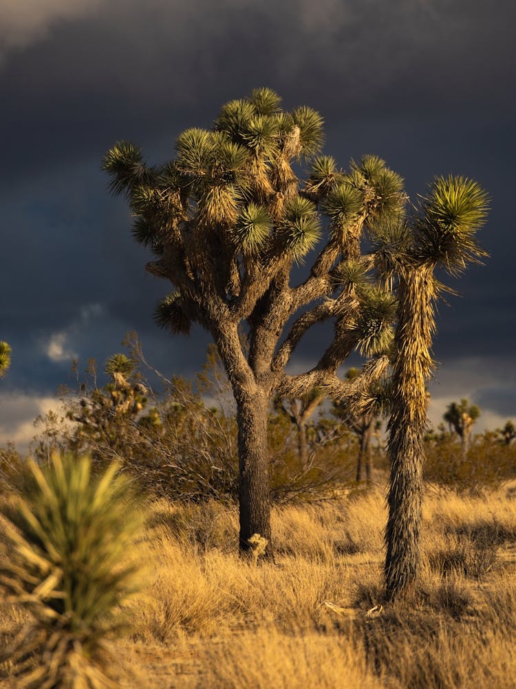 Joshua Tree at golden hour in dramatic lighting with stormy dark clouds on the horizon