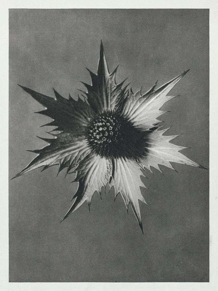 Miss Willmott S Ghost (1928), Karl Blossfeldt