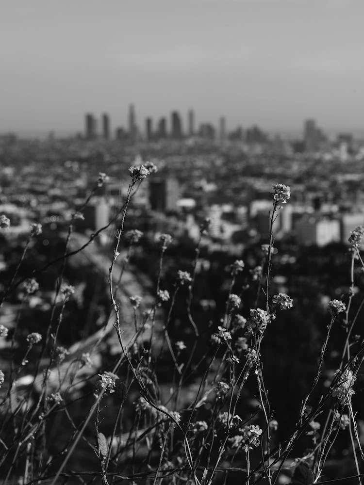 LA Mono Chrome Blooms