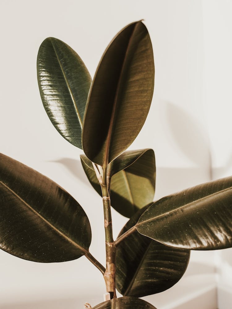 Rubber Plant Leaves