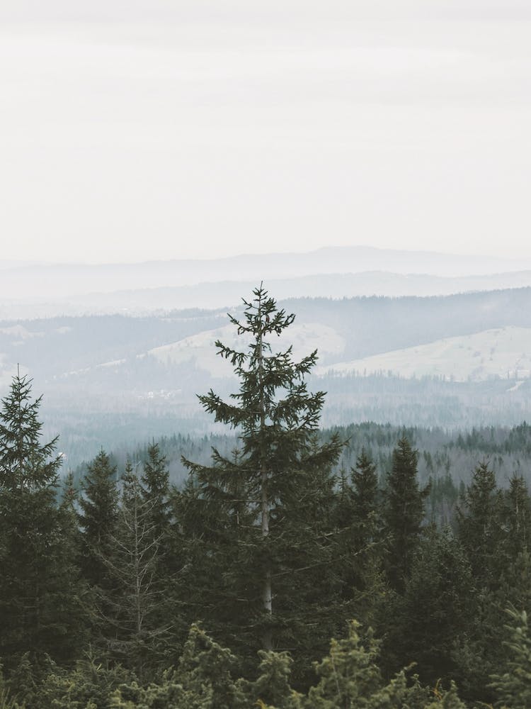 Rustic Mountain Forest