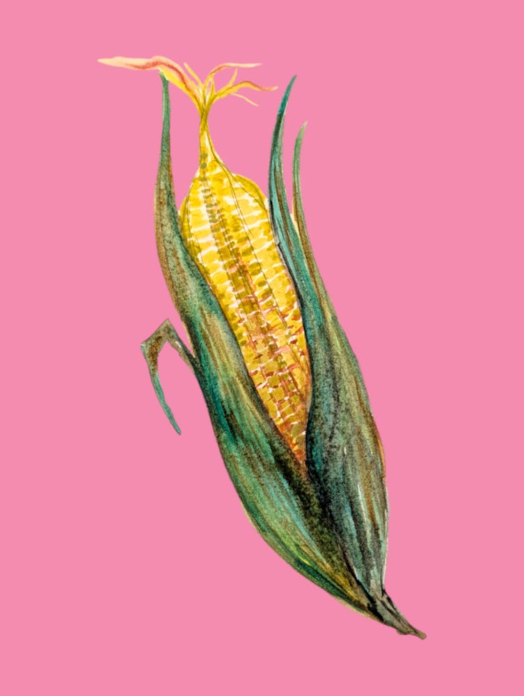 Corn on the cob Watercolour Illustration kitchen