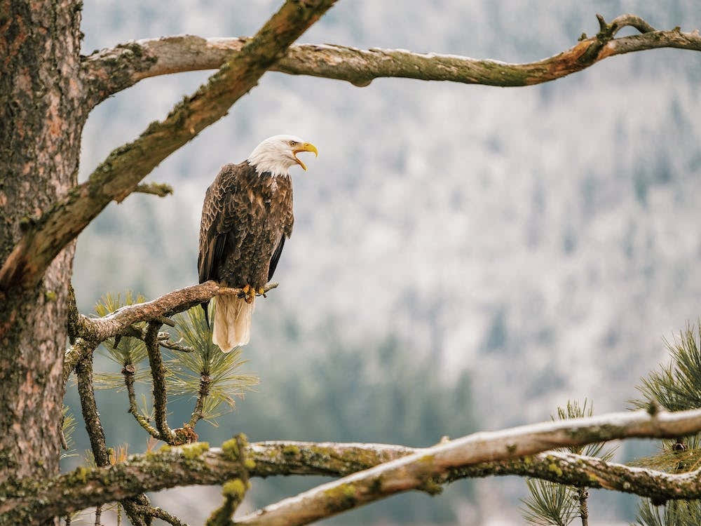 Eagle Looking Over Forest