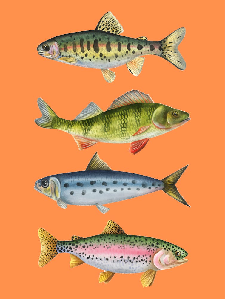 Fishes On A Orange Background Print