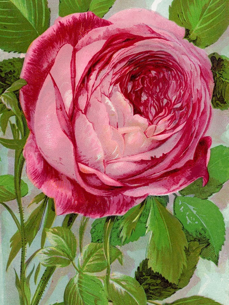 Vintage Botanical Rose _2697910