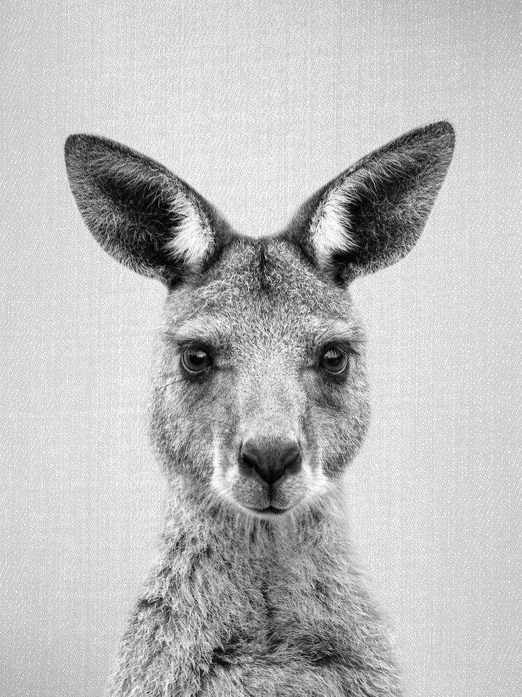 Kangaroo - Black & White