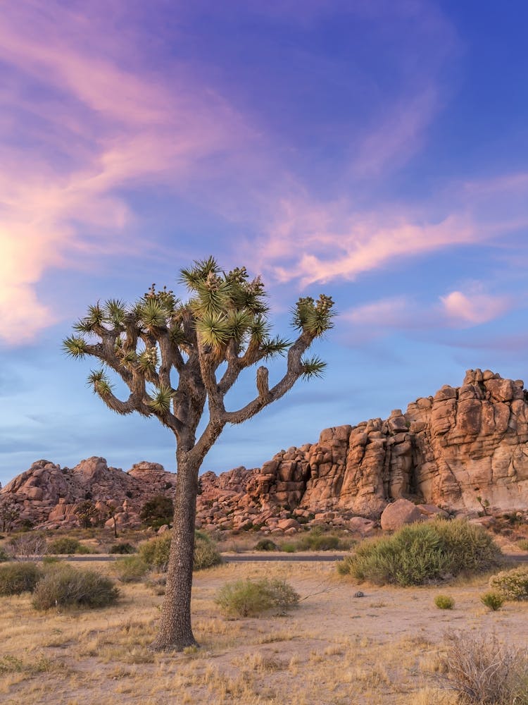 Joshua Tree Evening Atmosphere