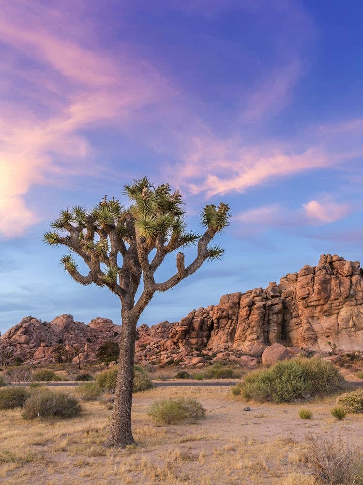 Joshua Tree Evening Atmosphere