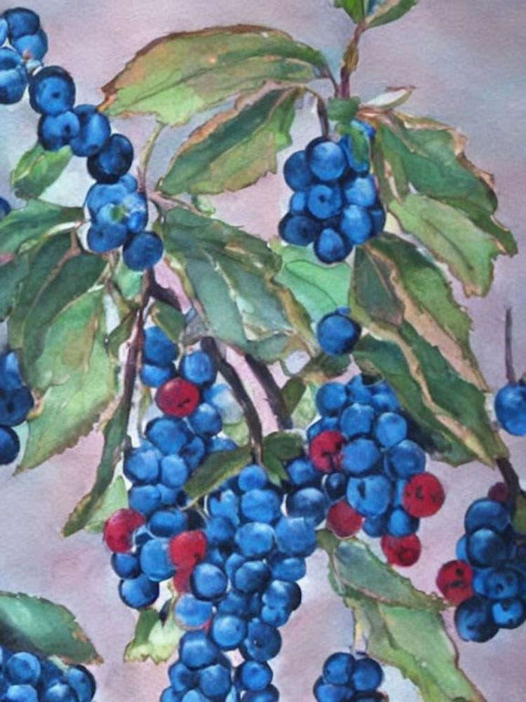 Huckleberry 1 Classic Fruit