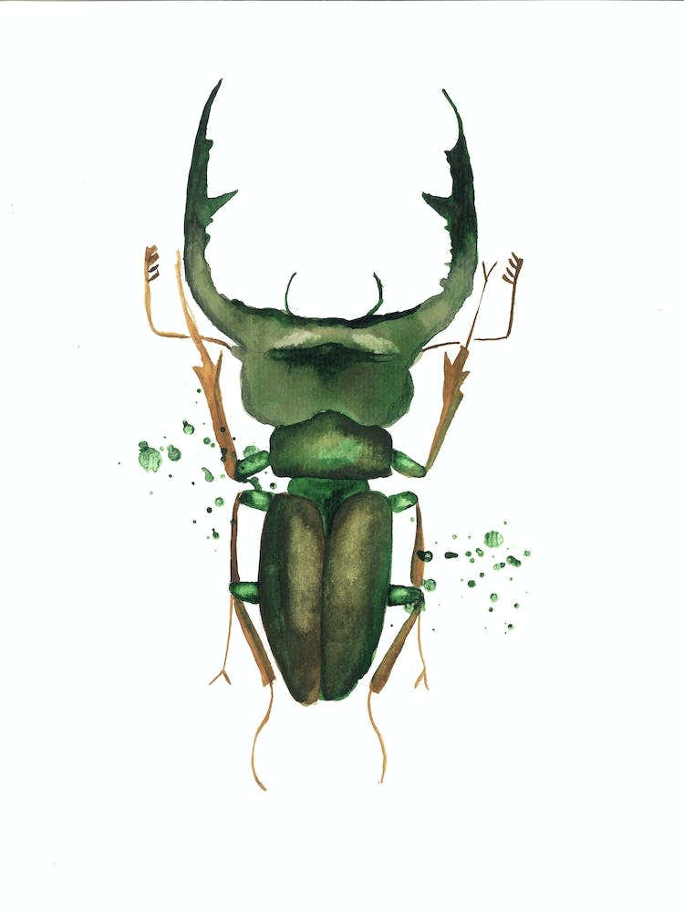 Green Deer Beetle