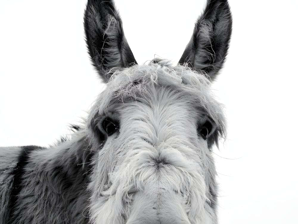 Charming Black and White Donkey Print - Rustic Farm Animal