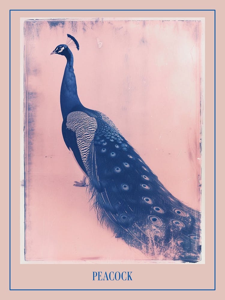 Pink & Blue Peacock Cyanotype Style 5 Poster
