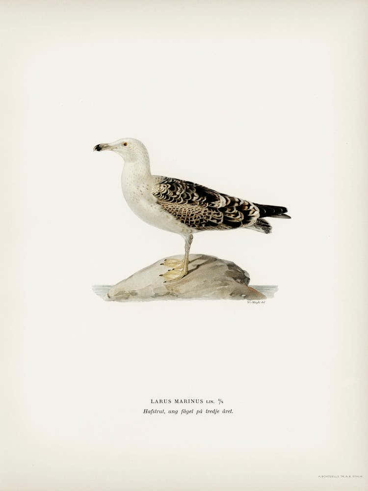 Great Black Backed Gull, The Von Wright Brothers