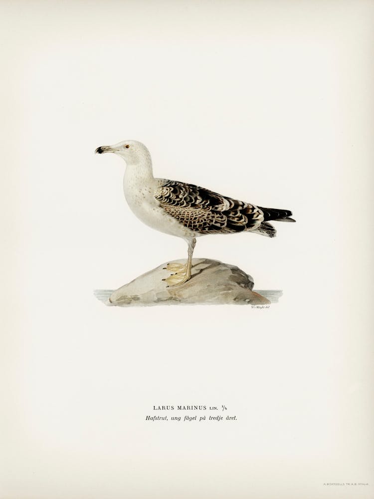 Great Black Backed Gull, The Von Wright Brothers